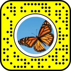 Search the Butterflies lens through Snapchat Web